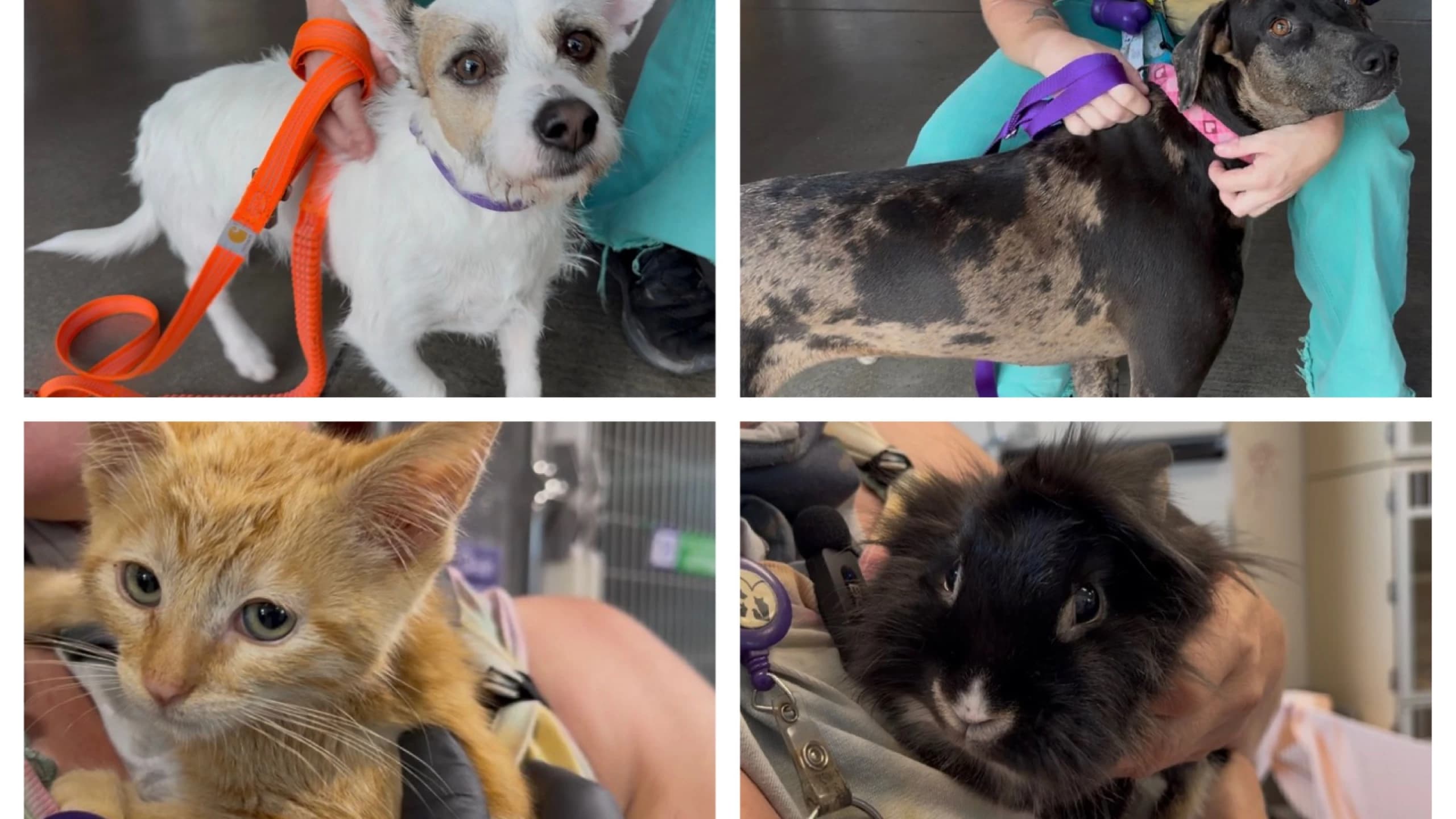 Adoptable pets featured on Jersey's Journeys at the Humane Society of Southern Arizona — top: two dogs on leashes; bottom: an orange kitten and a black kitten being held.