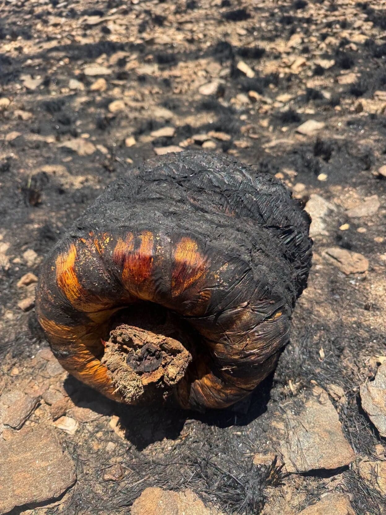 Charred vegetation and the scorched remains of a plant in the Finger Ridge Fire burn area in the Catalina Foothills, photographed as crews reported the 20-acre blaze holding steady.