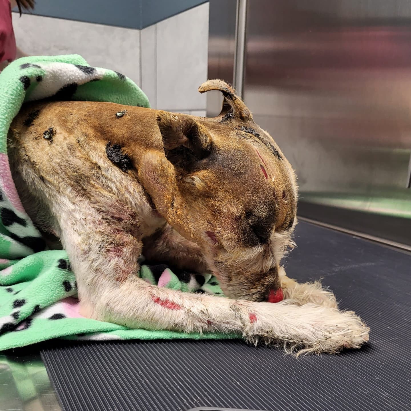 The rescued dog shortly after being found: wrapped in a blanket on a clinic table, showing sunburned, matted fur and sores consistent with severe neglect before treatment.
