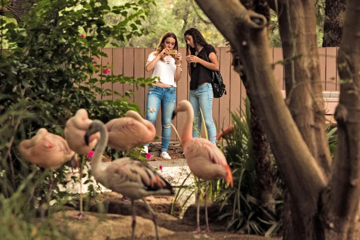 Visitors photograph flamingos at the Tucson zoo, a family-friendly attraction included among the weekend events scheduled June 25-28.