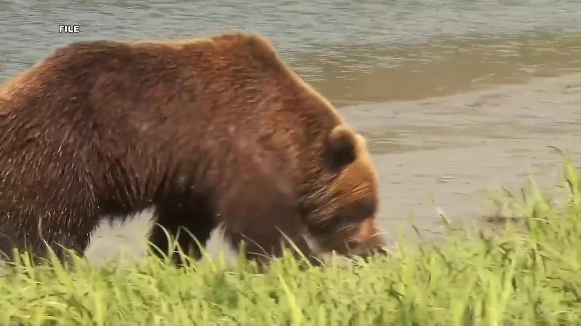 File photo of a brown bear near a shoreline; Alaska officials say a Kenai woman was mauled by a brown bear at her home while letting her dogs out and was airlifted to an Anchorage hospital.