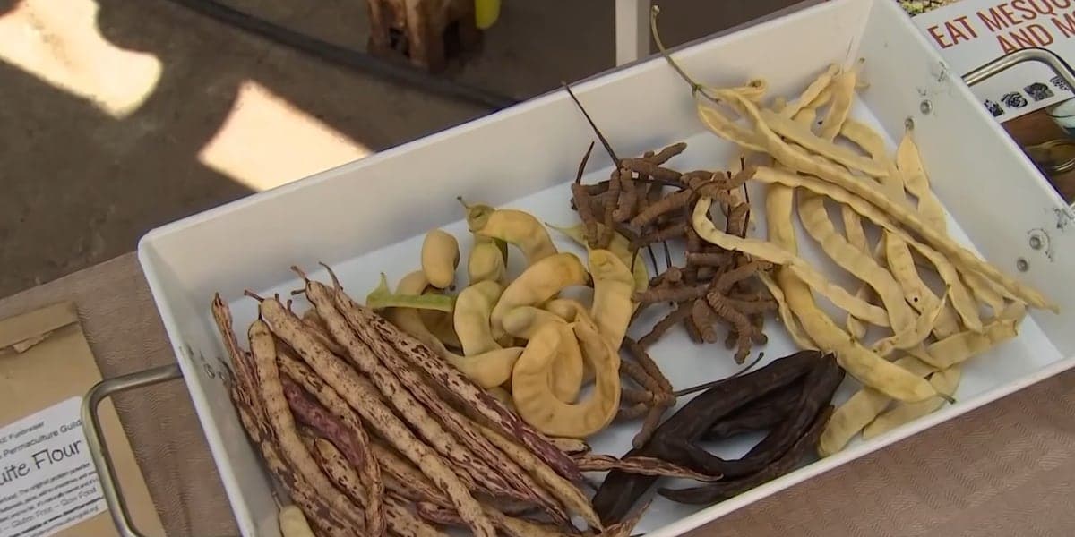 Mesquite and other native seed pods displayed at The Urban Farm in Phoenix, showcased for milling into a naturally sweet, gluten‑free flour.