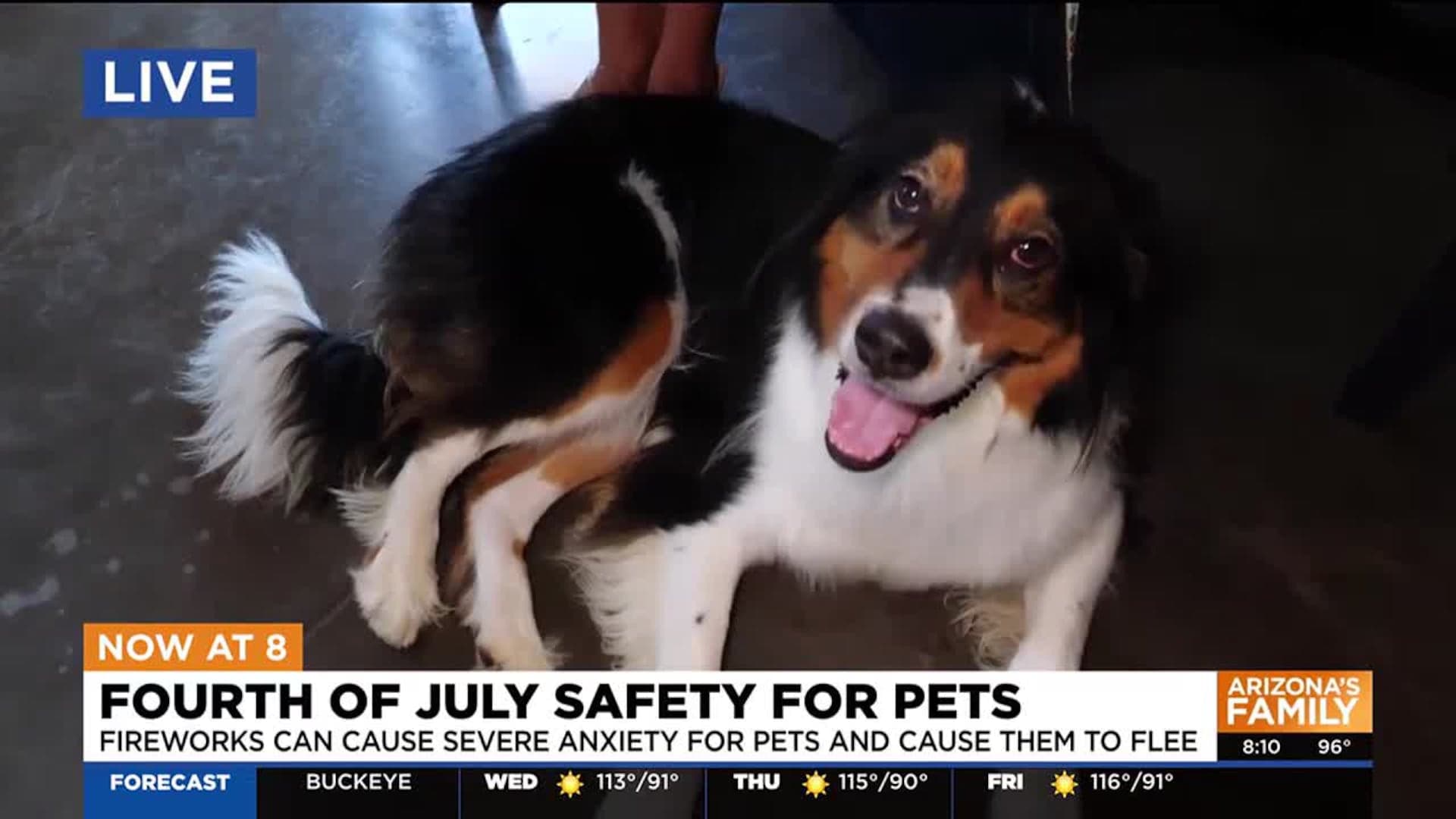 A dog shown during a Fourth of July pet safety segment — officials warn fireworks can cause severe anxiety in pets and urge precautions to keep animals safe.
