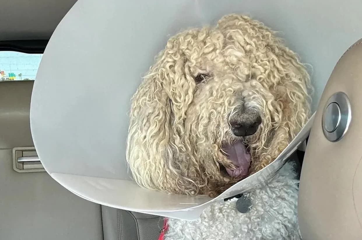 Recovered Arizona stray rides in a car wearing a protective cone after being groomed and treated, described by rescuers as a 'perfect dog' following his rescue off a Phoenix freeway.