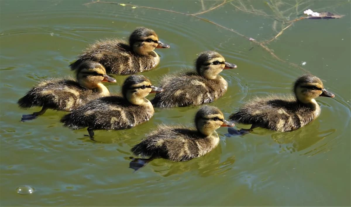 A group of ducklings swimming together — the type of birds Arizona first responders spent two hours rescuing from a storm drain before reuniting them with their mother.