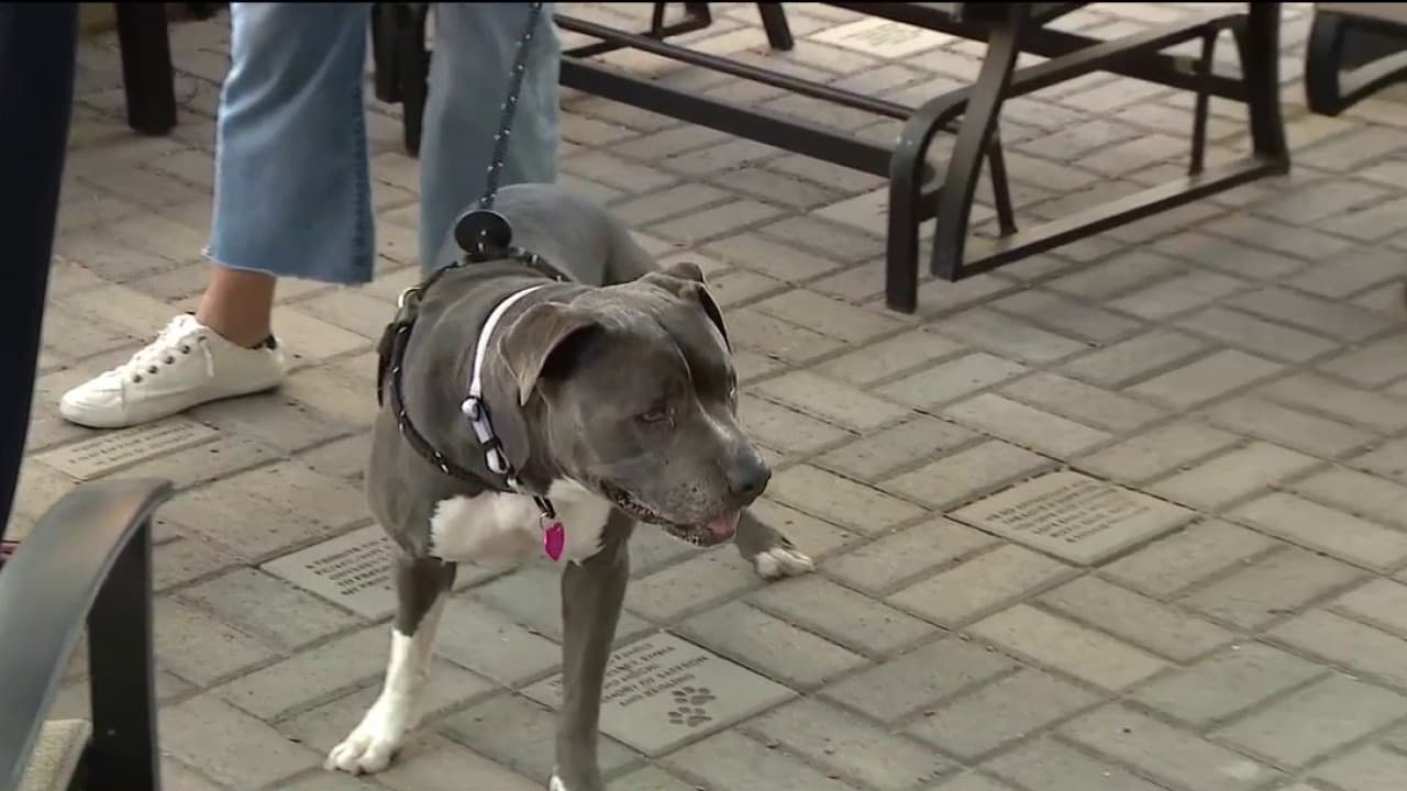 A leashed dog stands on a brick patio in Phoenix as experts urge pet owners to keep animals restrained, hydrated and protected from fireworks and extreme heat during July 4th celebrations.