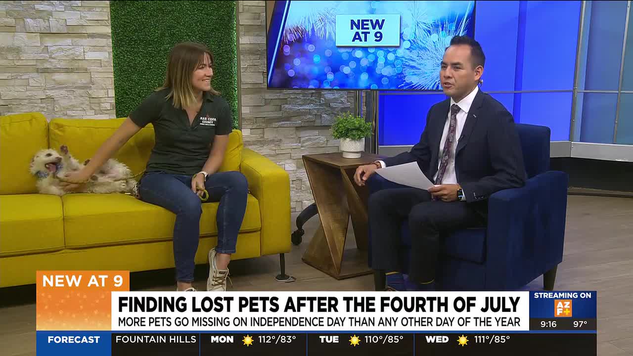 AZ Family studio interview about finding lost pets after the Fourth of July — an anchor and a shelter representative sit on set with a small dog as the chyron reads 'Finding lost pets after the Fourth of July.'