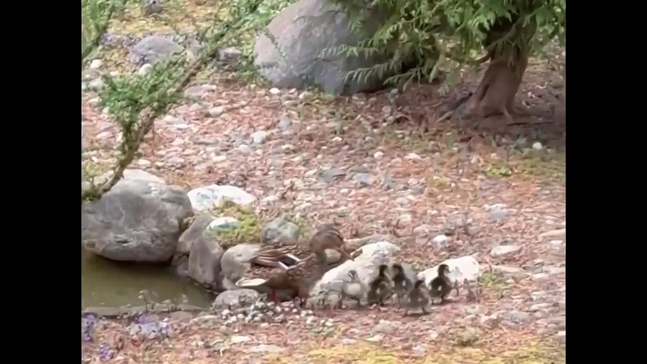 A mother duck with her ducklings on a rocky shoreline after being reunited — rescuers in Arizona spent two hours freeing the young birds from a storm drain.